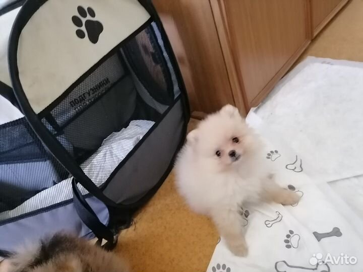 Померанский шпиц мини