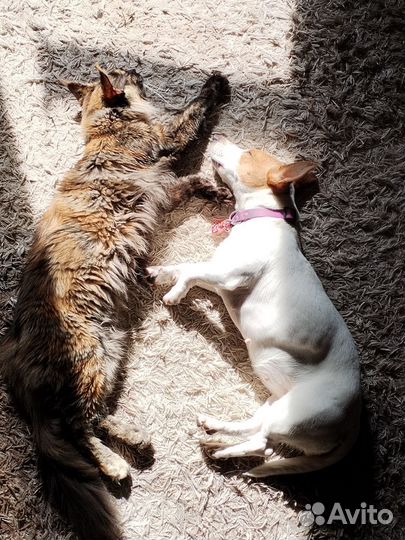 Передержка животных на время отпуска