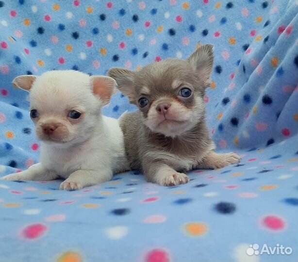 Лиловые малыши