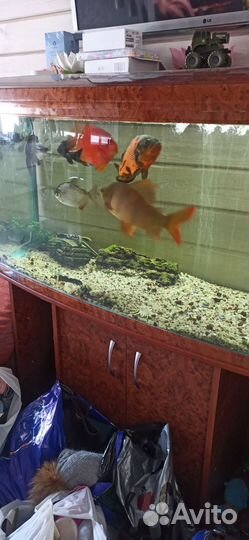 Аквариум
