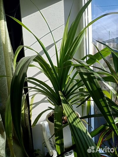 Пальма панданус