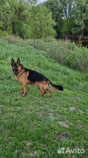 Вязка собак