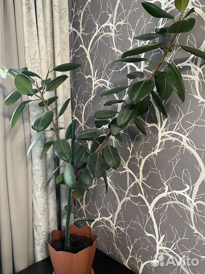 Продам фикус