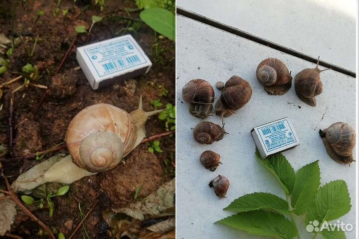 Улитки Виноградные большие/маленькие с тv