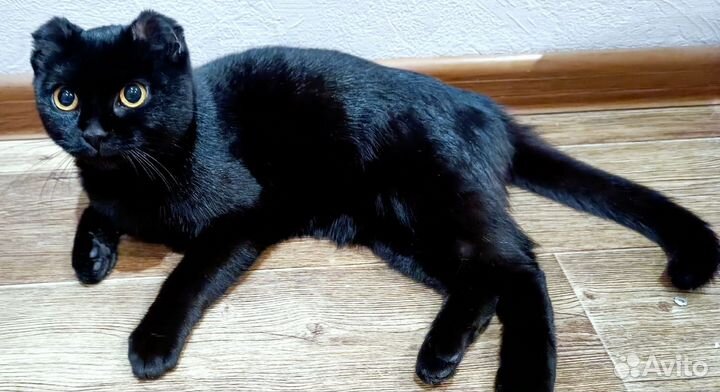 Кошечка ищет семью
