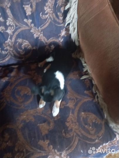 Маленькая собака