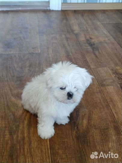 Щенки мальтезе мини