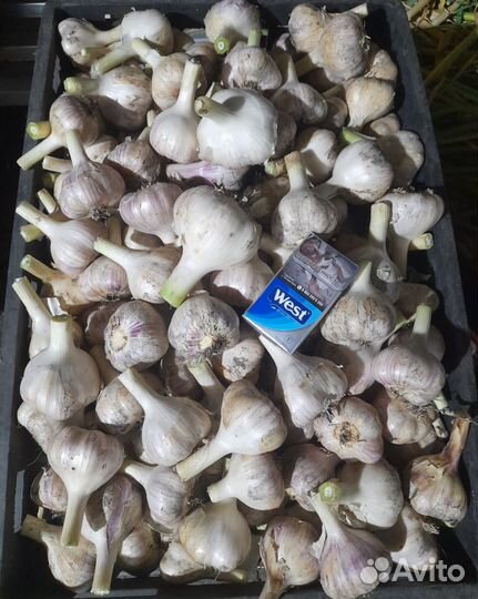 Чеснок