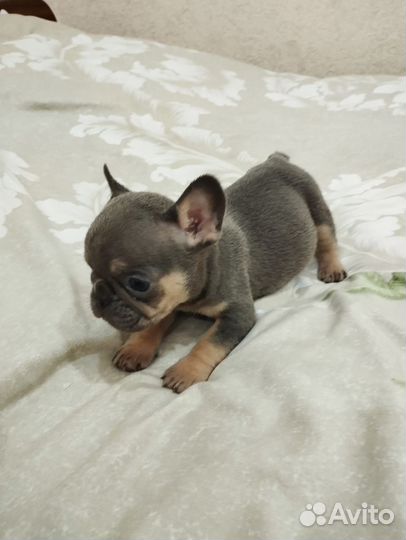 Французский бульдог