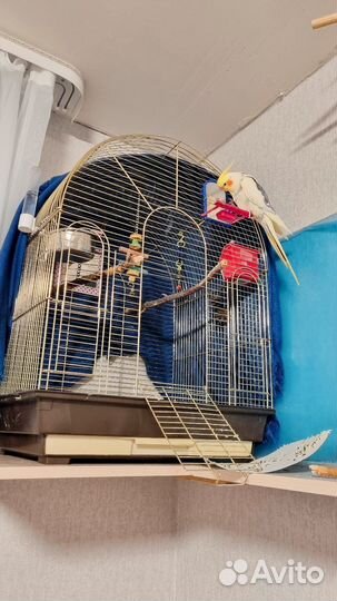 Попугай карелла самец