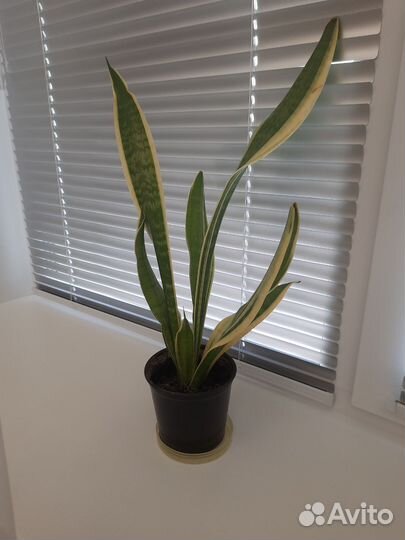 Сансевиерия