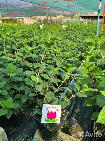 Гортензия Граффити