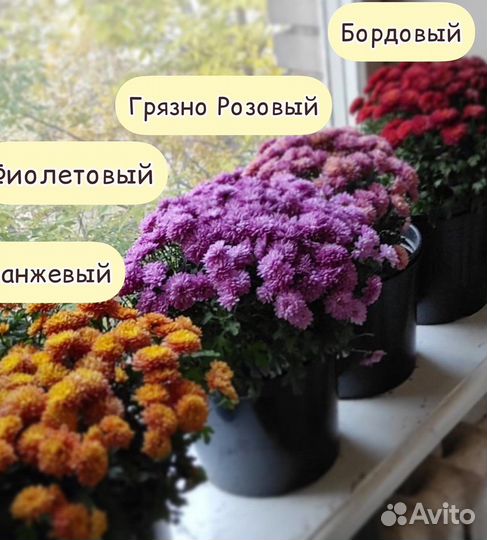 Хризантама Мультифлора