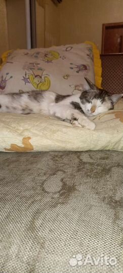 Кошечка в добрые руки