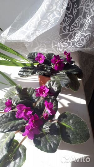 Цветущие фиалки