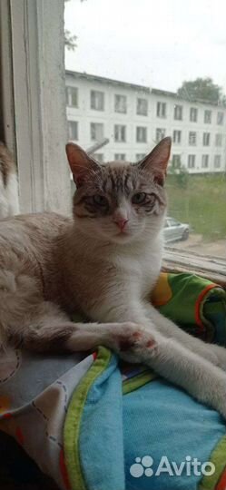 Котик Сим-сим