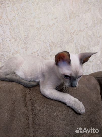 Донской сфинкс браш котята