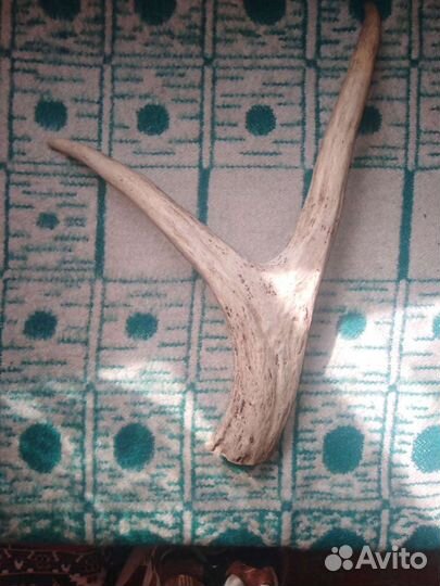 Рога косули