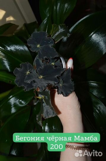 Бегония чёрная Мамба, серебристо-крапчатая