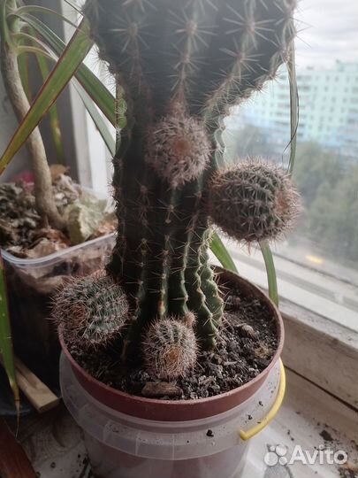 Кактус Эхинопсис