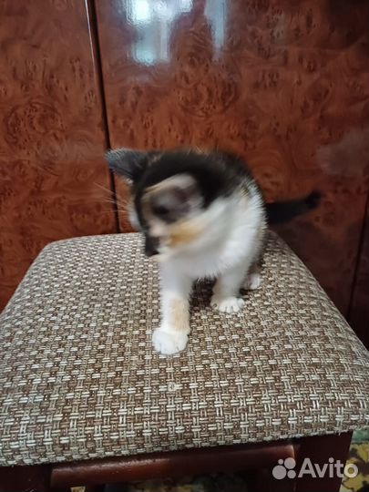Котята крысоловы