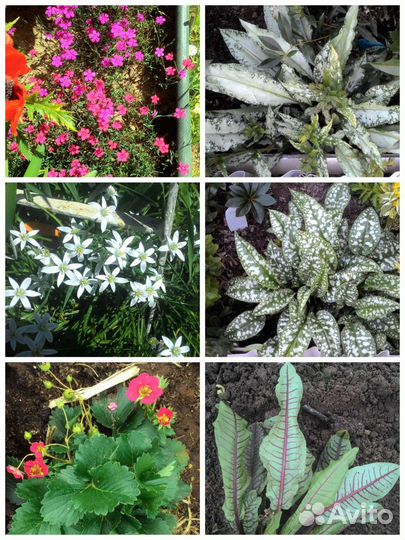 Растения многолетние садовые