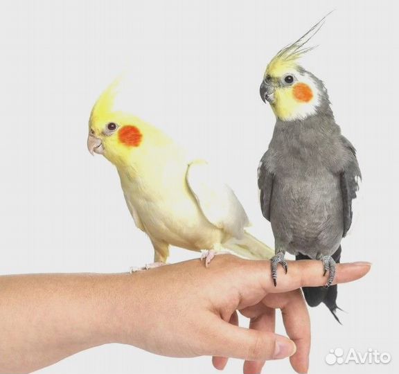 Корелла Щекастая выкормыш