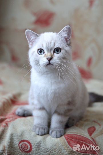 Котик