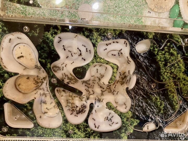 Формикарий с муравьями