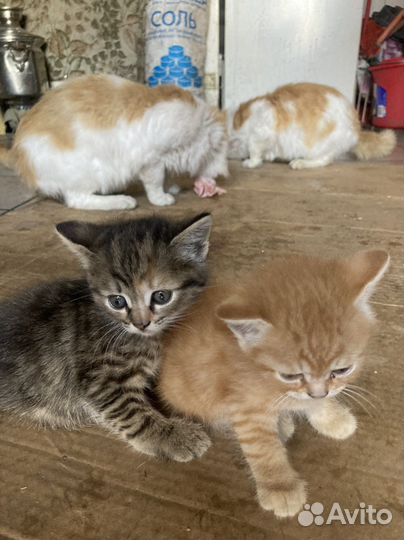 Кошка в дар бесплатно