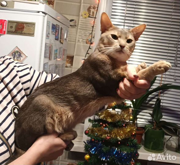 Абиссинский кот вязка