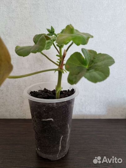 Герань ise rose плющелистная