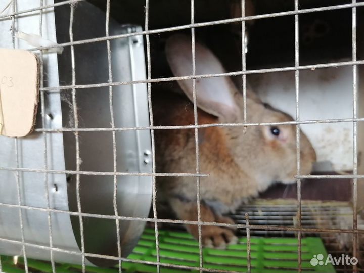 Кролики мясных пород