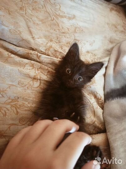 Отдам в добрые руки прекрасного котёнка