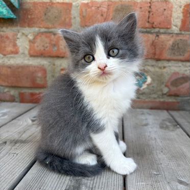 Двельф котёнок