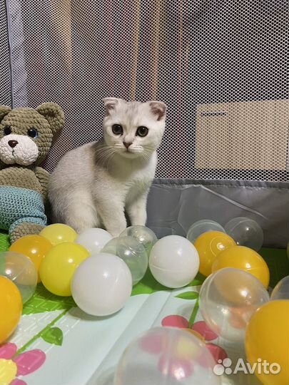 Шотландский вислоухий кот