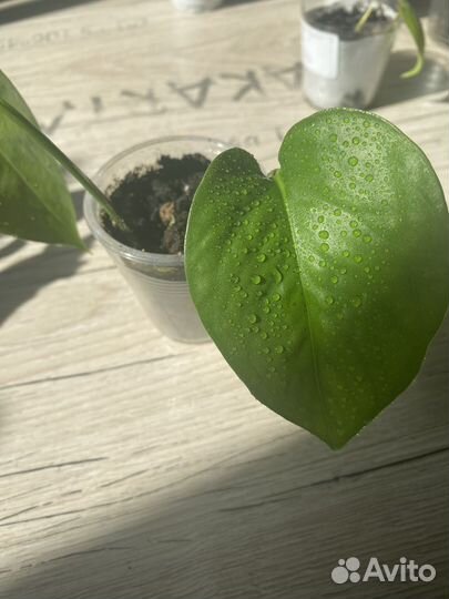 Сциндапсус золотистый