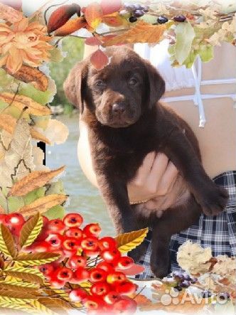 Щенки лабрадора Премиум