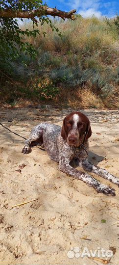 Курцхаар вязка