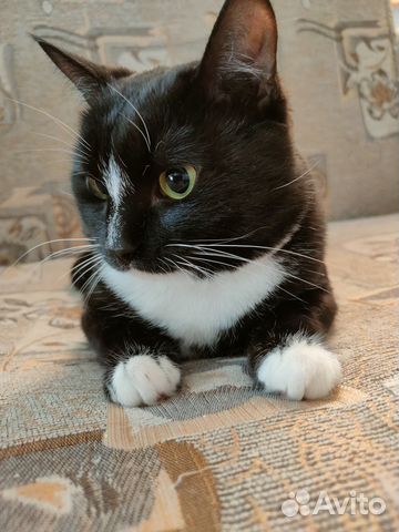 Черно-белый котик