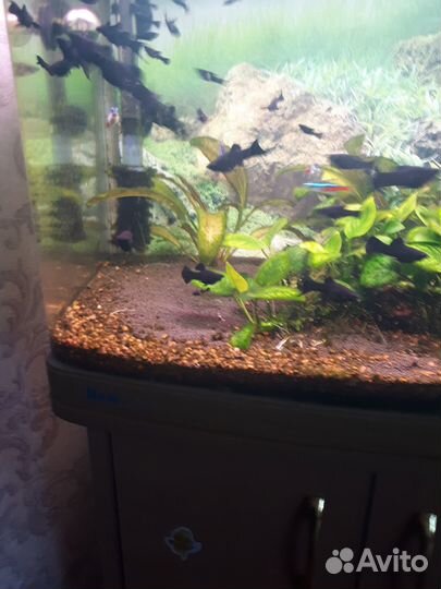 Аквариумные рыбки отдам бесплатно