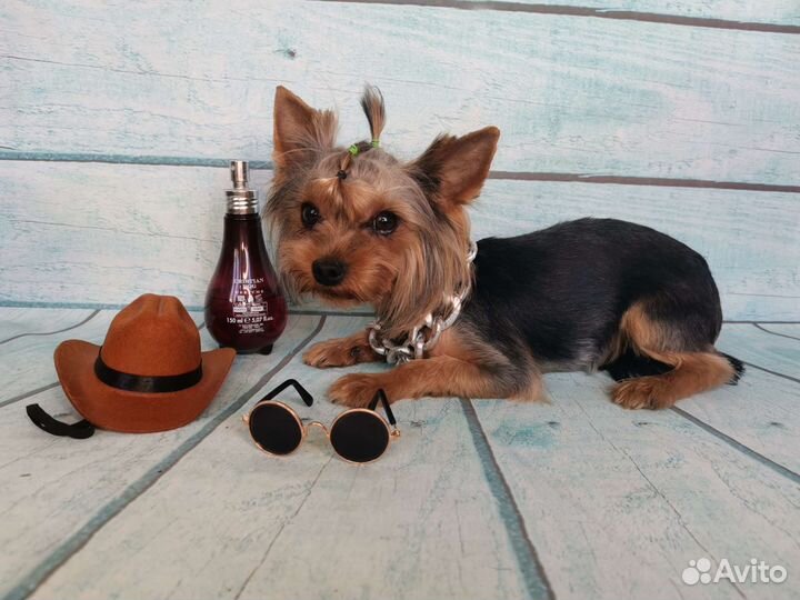 Йорк мини вязка