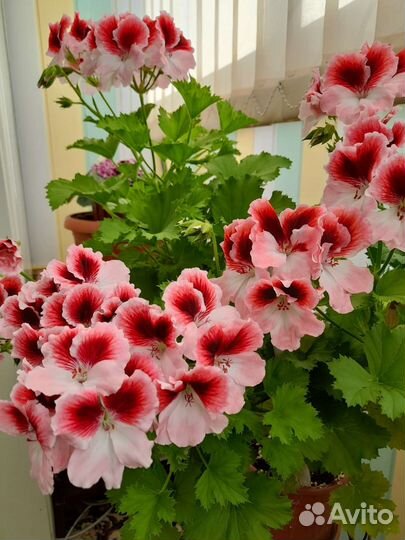Пеларгония герань сортовая