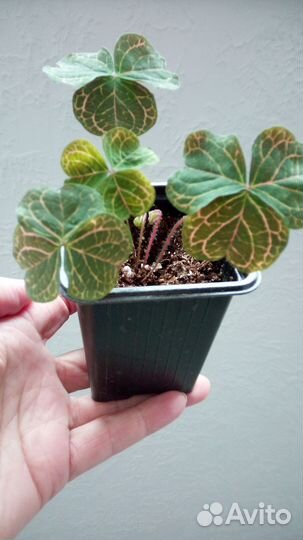 Редкий. Кислица оксалис