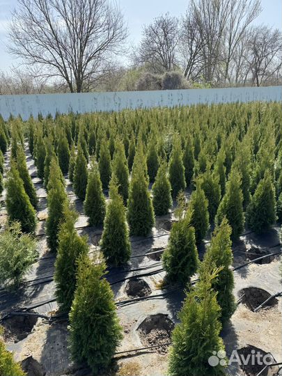 Туя Смарагд