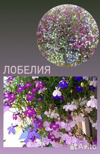 Лобелия