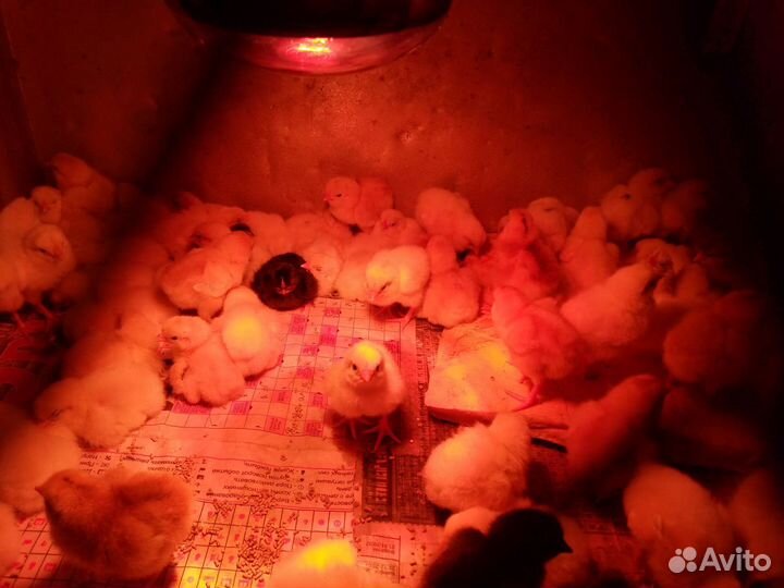 Цыплята коралл