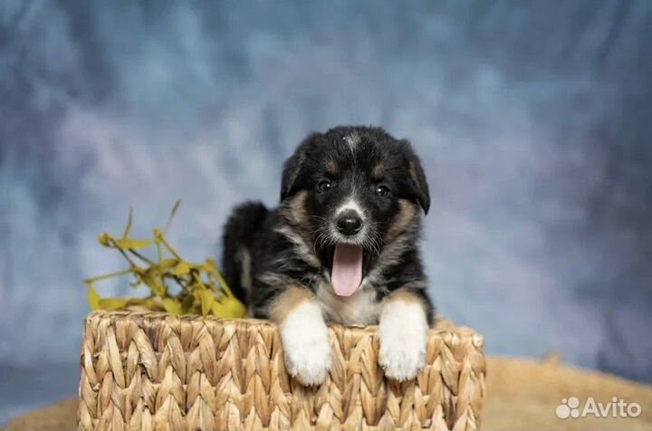 Милая Розочка ищет дом