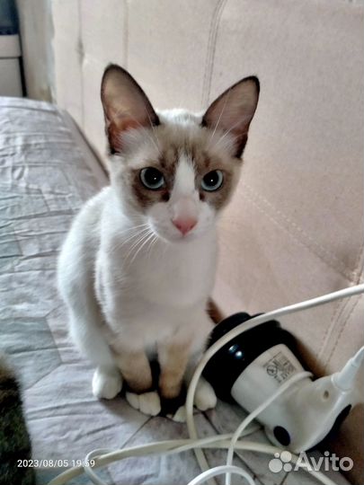 Котенок Симба ищет дом
