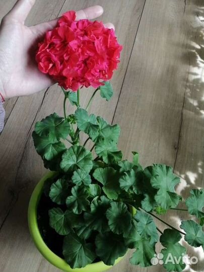 Комнатные цветы